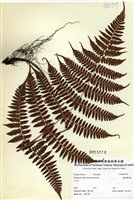 藏品(逆鱗鱗毛蕨)的圖片